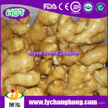 250g/PVC Carton Fresh Ginger For UK,CANADA,USA and EU Market